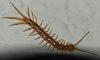 Lithobius sp.